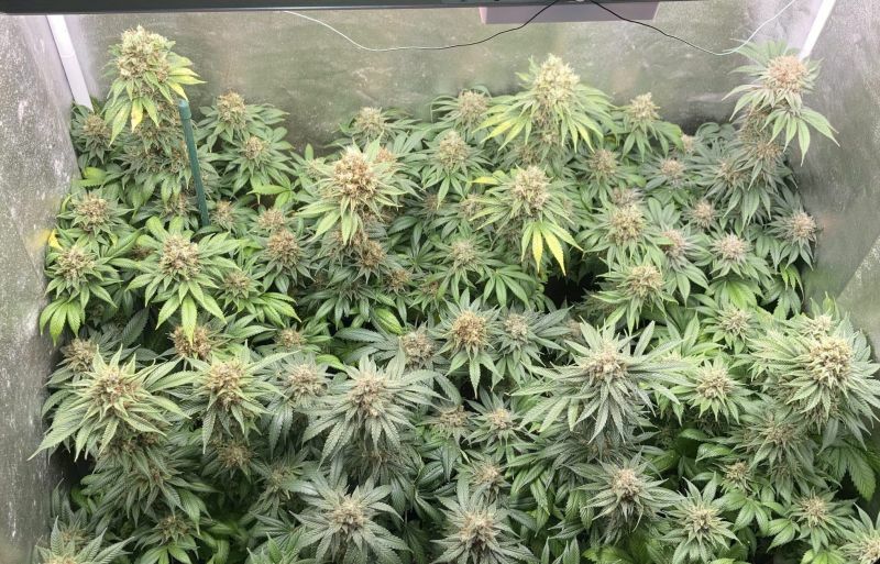 Экспресс DO-SI-DOS, Фасовка: 5, изображение 2